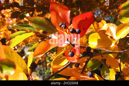 Couleurs de l'automne - Leafs de Tupelo noir, Nyssa sylvatica Banque D'Images