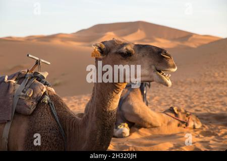 Chameau reposant dans le désert du Sahara Banque D'Images