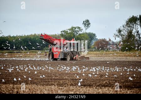 Thornton, Liverpool, cultivant des machines de cueillette de pommes de terre avec des mouettes suivant les machines de récolte DEWULF pour les débris Banque D'Images