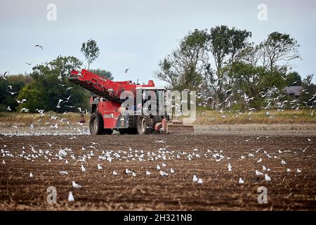 Thornton, Liverpool, cultivant des machines de cueillette de pommes de terre avec des mouettes suivant les machines de récolte DEWULF pour les débris Banque D'Images