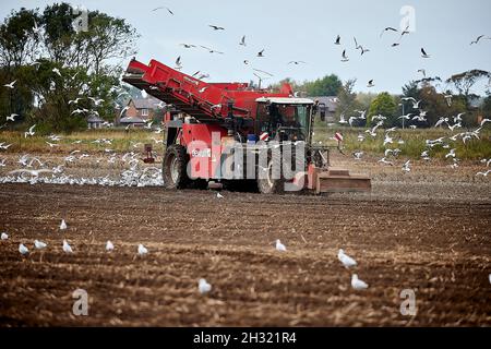 Thornton, Liverpool, cultivant des machines de cueillette de pommes de terre avec des mouettes suivant les machines de récolte DEWULF pour les débris Banque D'Images