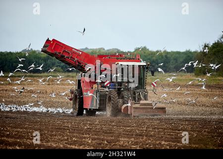 Thornton, Liverpool, cultivant des machines de cueillette de pommes de terre avec des mouettes suivant les machines de récolte DEWULF pour les débris Banque D'Images