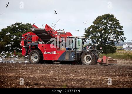 Thornton, Liverpool, cultivant des machines de cueillette de pommes de terre avec des mouettes suivant les machines de récolte DEWULF pour les débris Banque D'Images