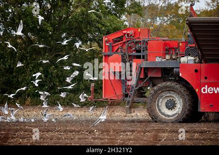 Thornton, Liverpool, cultivant des machines de cueillette de pommes de terre avec des mouettes suivant les machines de récolte DEWULF pour les débris Banque D'Images