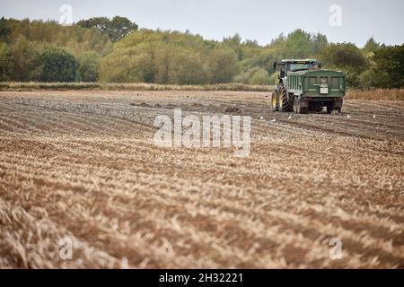 Thornton, Liverpool, cultivant des machines de cueillette de pommes de terre avec des mouettes suivant les machines de récolte DEWULF pour les débris Banque D'Images