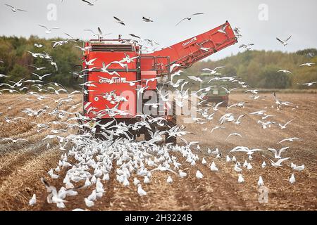 Thornton, Liverpool, cultivant des machines de cueillette de pommes de terre avec des mouettes suivant les machines de récolte DEWULF pour les débris Banque D'Images