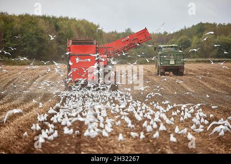 Thornton, Liverpool, cultivant des machines de cueillette de pommes de terre avec des mouettes suivant les machines de récolte DEWULF pour les débris Banque D'Images