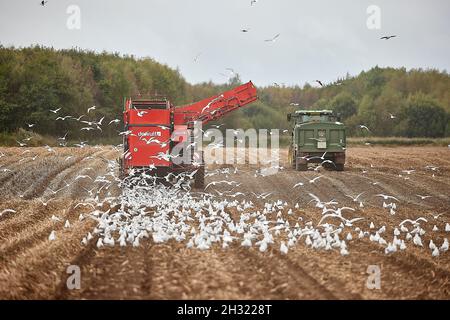 Thornton, Liverpool, cultivant des machines de cueillette de pommes de terre avec des mouettes suivant les machines de récolte DEWULF pour les débris Banque D'Images