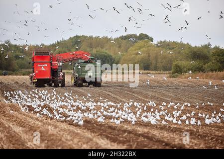 Thornton, Liverpool, cultivant des machines de cueillette de pommes de terre avec des mouettes suivant les machines de récolte DEWULF pour les débris Banque D'Images