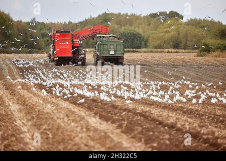 Thornton, Liverpool, cultivant des machines de cueillette de pommes de terre avec des mouettes suivant les machines de récolte DEWULF pour les débris Banque D'Images