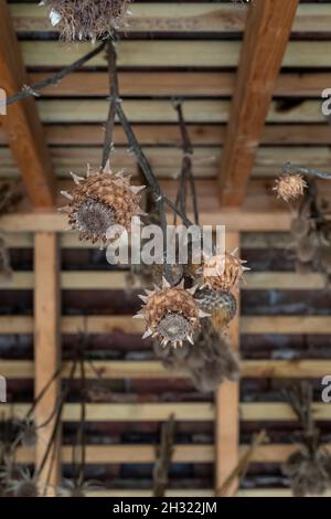 Des plantes d'artike séchées suspendues à un toit en automne à RHS Wisley Gardens, Surrey, Royaume-Uni Banque D'Images