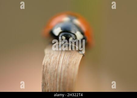 Gros plan d'Un coccinelle. Banque D'Images