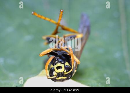 Guêpe morte sur une feuille d'érable à l'automne Banque D'Images
