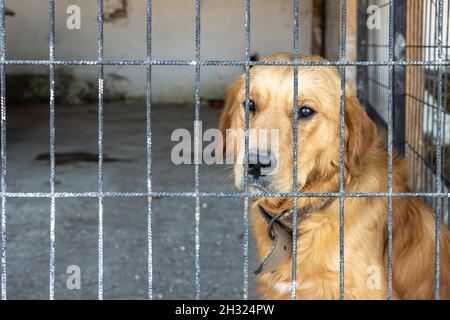 Triste chien Golden Retriever malheureux à l'intérieur de la clôture en fer attendant d'être adopté à l'abri animal.Animaux captifs abandonnés Banque D'Images