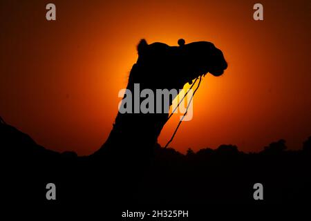 Pushkar - Inde, 23 octobre 2021, Camel au désert de Pushkar, dans l'État indien du Rajasthan, le 23 octobre 2021.Photo de Himanshu Sharma/ABACAPRESS.COM Banque D'Images