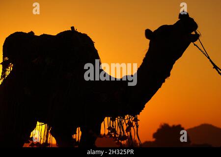 Pushkar - Inde, 23 octobre 2021, Camel au désert de Pushkar, dans l'État indien du Rajasthan, le 23 octobre 2021.Photo de Himanshu Sharma/ABACAPRESS.COM Banque D'Images