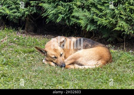 Chien de chasse dormant dans l'herbe Banque D'Images