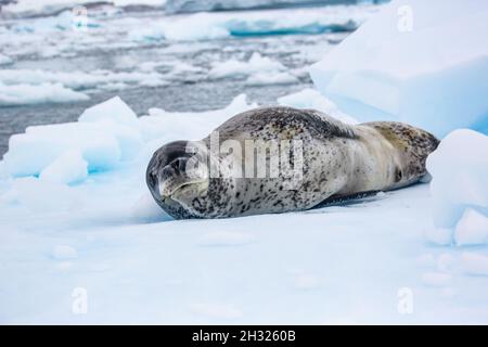 Phoque léopard (Hydrurga leptoonyx) sur la banquise, Antarctique. Banque D'Images