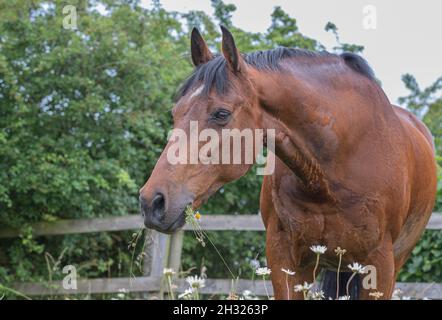 Un bouc de pâquerettes - Un cheval de baie intelligent qui broutage dans un pré de fleurs sauvages, avec sa bouche pleine d'herbe et de pâquerettes. Suffolk, Royaume-Uni Banque D'Images