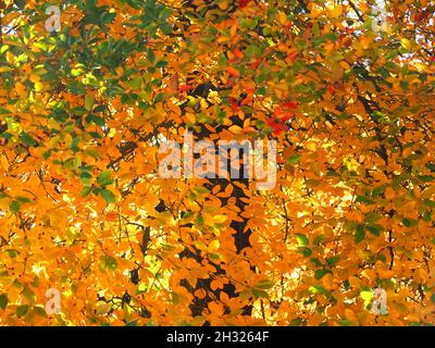 Couleurs de l'automne - Leafs de Tupelo noir, Nyssa sylvatica Banque D'Images