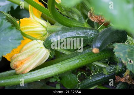 Zucchini, Frucht und Blüte, Cucurbita pepo subsp. Pepo convar. Giromontiina, zucchini, courgette, la courgette Banque D'Images