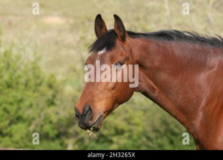 Un bouc d'herbe - Un cheval de baie intelligent qui broutage dans un pré, avec sa bouche pleine d'herbe.Suffolk, Royaume-Uni Banque D'Images