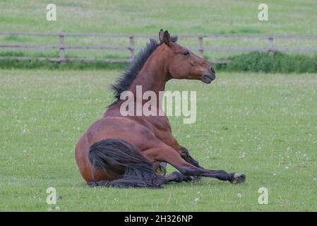 Un cheval de baie se lever après avoir roulé dans le champ d'herbe .Suffolk Banque D'Images