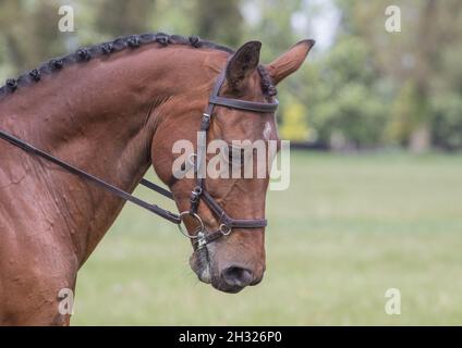 Un gros plan de la tête et du cou d'un cheval de baie intelligent.Un sang chaud et tressé prêt pour un spectacle, portant un cuir marron Micklem bride de chicane .Suffolk Royaume-Uni Banque D'Images