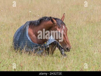 Un cheval de la baie s'étant allongé en ayant un sommeil pendant qu'il s'est avéré dans un pré herbacé.Suffolk , Royaume-Uni Banque D'Images