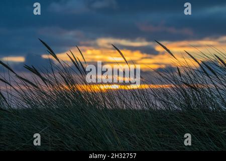 Un coucher de soleil doré à la plage prise à travers les dunes avec les roseaux naturels et les herbes silhoueted en premier plan .Norfolk Royaume-Uni Banque D'Images