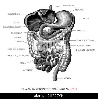 Schéma du système gastro-intestinal humain dessin à la main style gravure vintage clipart noir et blanc isolé sur fond blanc Illustration de Vecteur