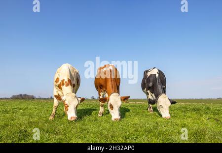 Trois vaches paître dans un pâturage, noir et rouge avec blanc debout ensemble, dans une rangée à côté l'une de l'autre, herbe verte et un ciel bleu, vu du fr Banque D'Images