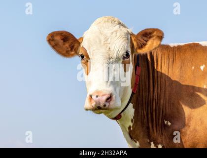 Portrait de vache, un joli et calme rouge bovin, des taches d'oeil, fleckvieh, expression amicale, adorable Banque D'Images