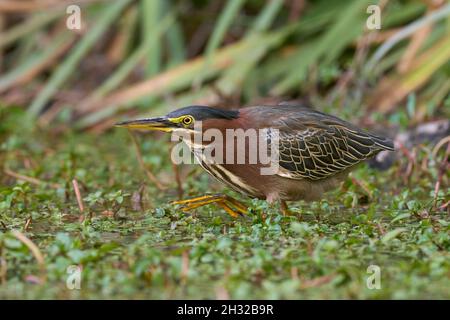 La proie de la chasse au Heron vert (Butorides virescens), Comté de Sacramento, Californie, États-Unis Banque D'Images