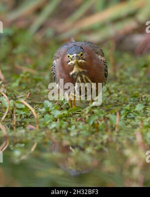 La proie de la chasse au Heron vert (Butorides virescens), Comté de Sacramento, Californie, États-Unis Banque D'Images
