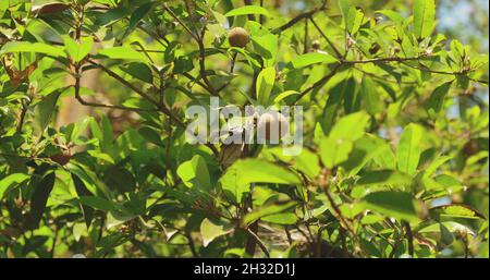 Goa, Inde.Jeunes fruits Manilkara Zapota poussant sur la plantation d'arbres.Agriculture biologique fruits tropicaux agricoles.Sapodilla, sapota, Chikoo Banque D'Images