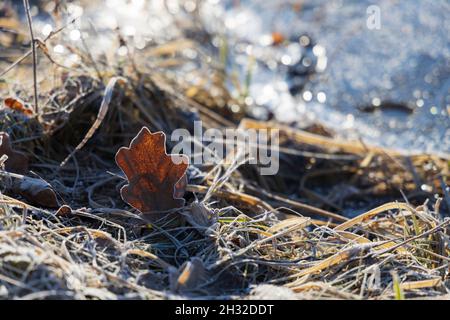 Feuille de chêne dans l'herbe sèche recouverte de gel le matin tôt le matin ensoleillé Banque D'Images