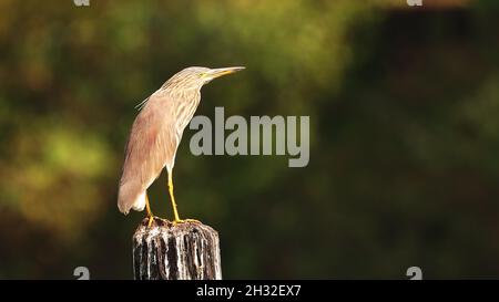 Goa, Inde.Indian Pond Heron assis sur Pillar dans Sunny Morning Banque D'Images