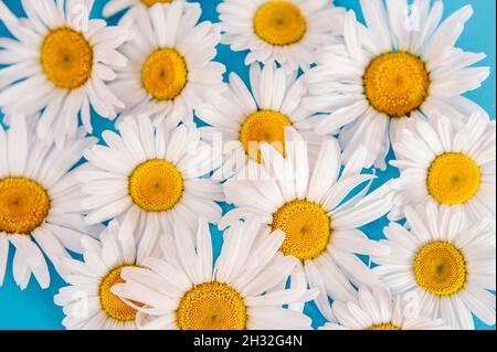 Motif fleuri avec fleurs pâquerettes sur fond bleu pastel tendance.Maquette de fleur à plat plan de travail cadre de vue de dessus avec espace de copie. Banque D'Images