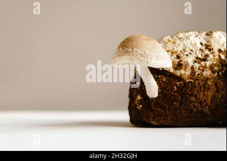 Champignons shiitake sur bloc de mycélium.Champignons asiatiques traditionnels.Aliments biologiques sains.La maison en pleine croissance. Banque D'Images