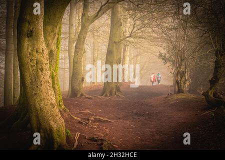 La brume d'automne traverse les arbres, à Cent Hills. Banque D'Images