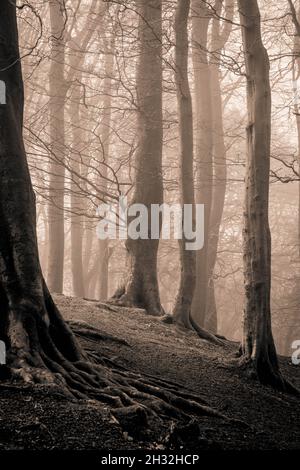 La brume d'automne traverse les arbres, à Cent Hills. Banque D'Images