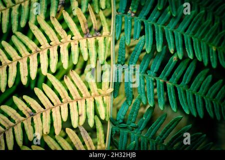 Feuilles à Kinver Edge. Banque D'Images