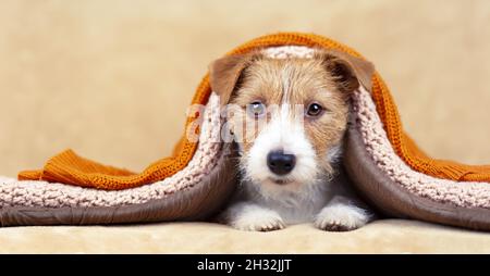 Bannière d'un chien mignon comme regarder sur le canapé sous des couvertures.Animaux de compagnie, concept d'amour des animaux. Banque D'Images