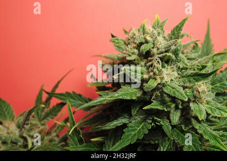 Le buisson de cannabis en fleur. Plante fraîche isolée sur fond rouge. Feuilles de marijuana vertes. Mise en page de la médecine de fines herbes Chanvre récréation, concept de légalisation. Banque D'Images