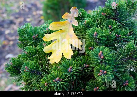 Belle texture de branches de pin et d'épinette - arrière-plan, gros plan Banque D'Images