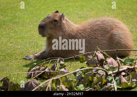 Capybara (Hydrochoerus hydrochaeris) dans le pré, grand rongeur cava, région natale: Amérique du Sud. Banque D'Images