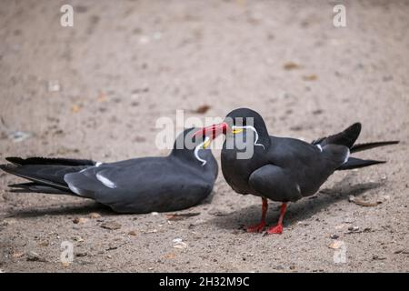 Les Inca sternes (Larosterna inca), oiseau de la famille: Laridae, habitat: Côte du Pacifique du Pérou au Chili Banque D'Images