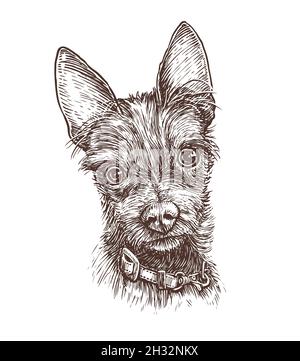Portrait d'un joli chien dessiné à la main.Illustration animal, vecteur animal Illustration de Vecteur