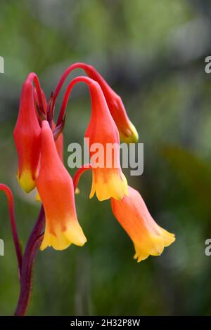 Gros plan des Bells de Noël indigènes d'Australie, Blandfordia nobilis, famille des Blandfordiaceae.Fleur de printemps et d'été plante vivace Banque D'Images